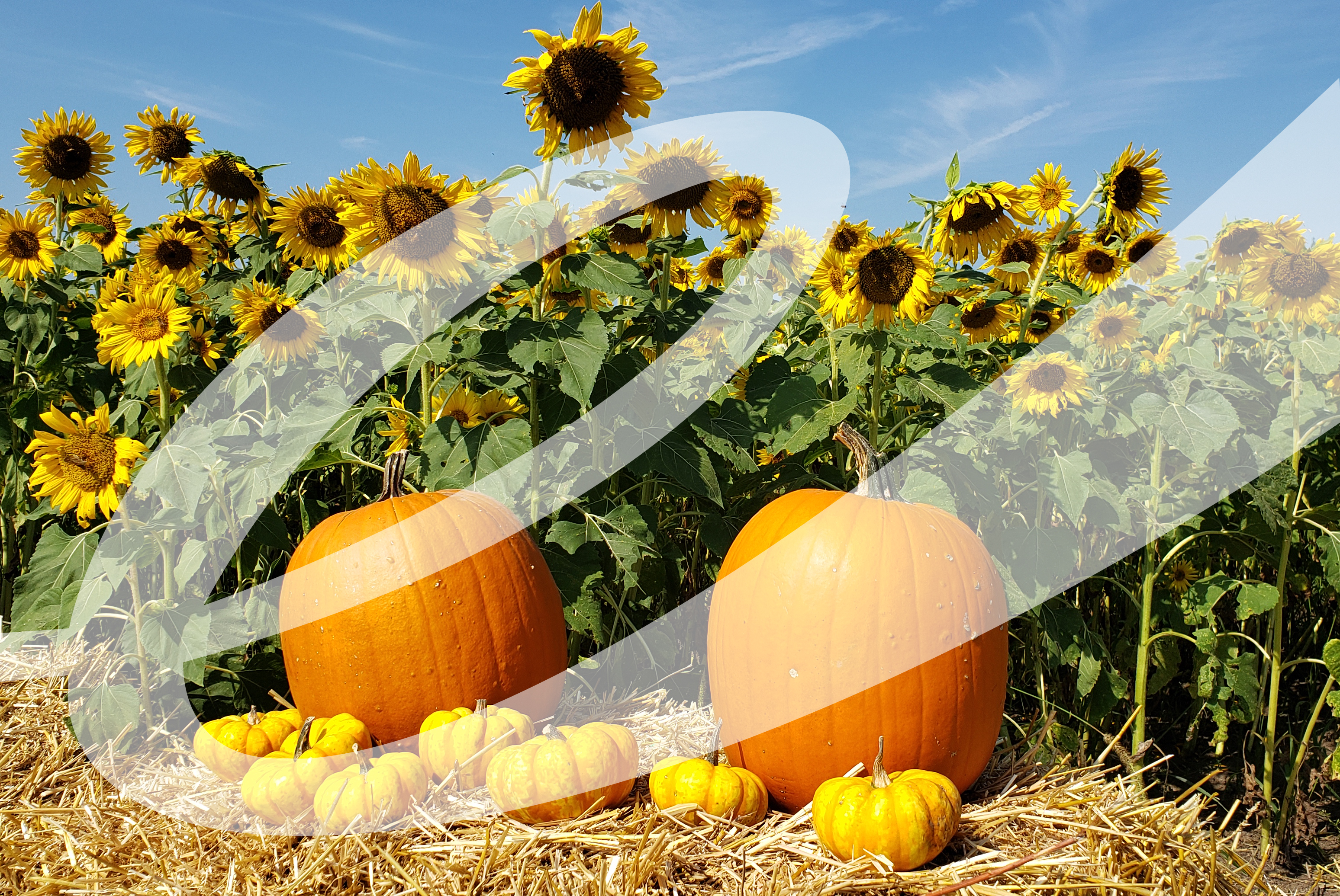 Two pumpkins in front of a sunflower patch with a semi-transparent cursive "e" layered on top of the image.